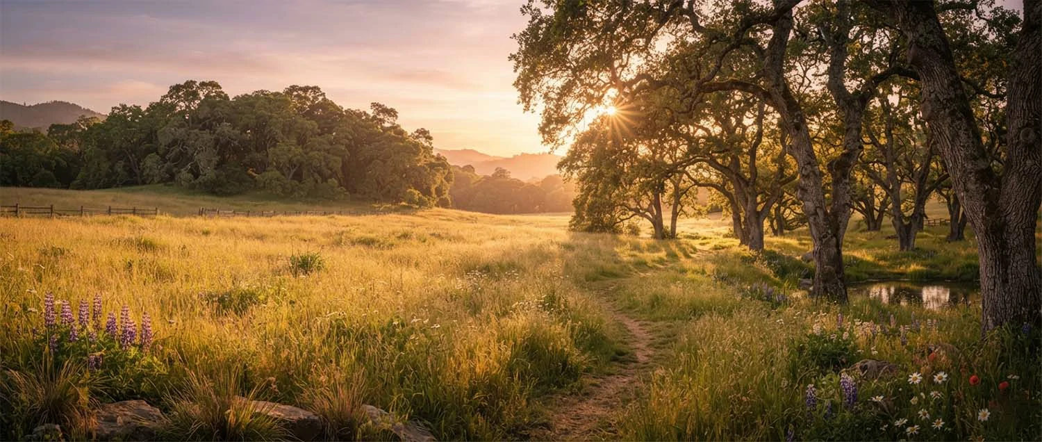 Beautiful outdoor photo shoot location with golden hour lighting featuring a field trees